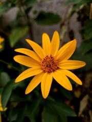 yellow flower in the garden