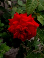 red rose in the garden