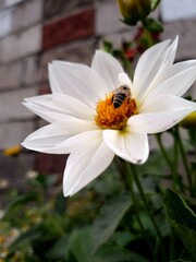 bee on a flower