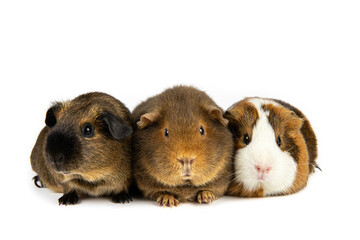 The guinea pig or domestic guinea pig, Cavia porcellus known as the cavy or domestic cavy. Three young pets in a row, breed called teddy, American and non self short hair. Isolated on white background