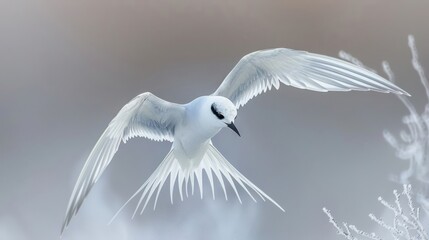 Fototapeta premium Elegant white bird in mid-flight over a frosty landscape, showcasing its graceful wings and serene environment