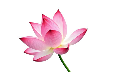 Elegant beautiful pink lotus flower, copy space on white background, Watercolor. Beauty in nature.
