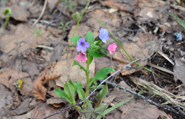 Colorful Spring Wildflower pulmonaria herbal