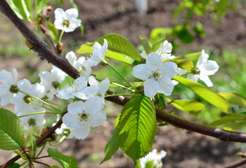 Cherry Blossoms in Spring branch of sweet cherry in bloom