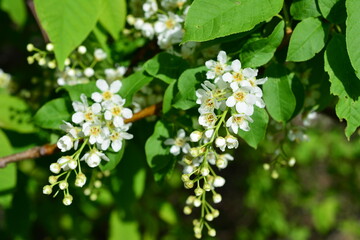 clusters of white flowers and buds on the bird cherry tree macro 