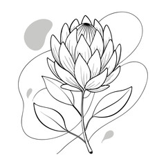 Protea Flower Vector Illustrations