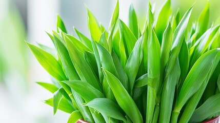 Obraz premium Vibrant Green Rampsons Fresh Spring Harvest Bunch