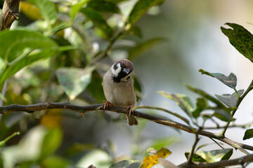 Sparrow on the branch 