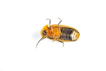 top view firefly on a white background