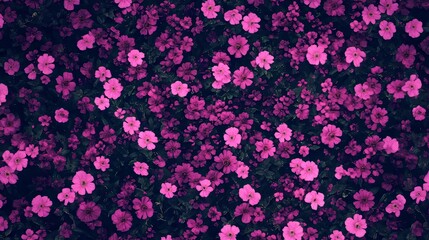 Vibrant Pink Flower Meadow Blooming Abundantly