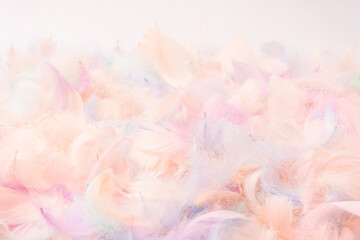 Colorful feather background, top view.