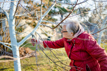 Woman gardener using pruning shears on to cut dry tree branches. Spring pruning of trees and bushes...