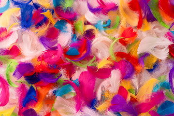 Colorful feather background, top view.