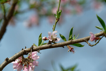 Peach flower and bee