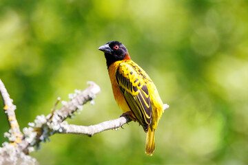 Adult male black-headed weaver bird, ploceus-melanocephalus, perched on a branch against soft green foliage background. Space for text.