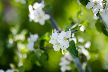 Beautiful apple tree garden blossoming on sunny spring day. Beauty in nature. Tender apple branches in spring outdoors.