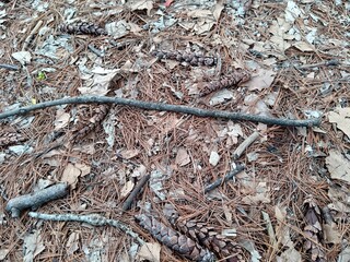 Brown leaves on the ground