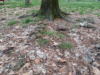 Fototapeta premium fallen tree trunk, roots of the tree