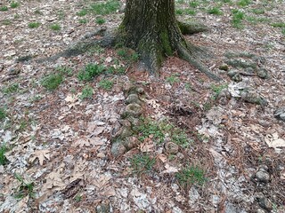 tree roots in the forest