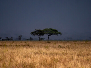 Obraz premium Two umbrella acacias in the Serengeti.