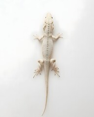 Naklejka premium White lizard resting on a smooth surface, showcasing its unique features and textures, with soft lighting