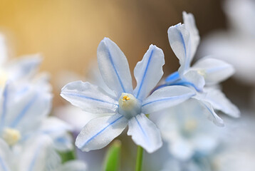 Fototapeta premium Puschkinia scilloides, commonly known as striped squill or Lebanon squill, blooming spring flower from Finland