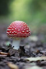 Fly agaric, Amanita muscaria, also known as fly amanita, poisonous mushroom from Finland