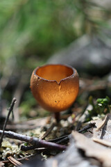 Anemone cup, Dumontinia tuberosa, also called Sclerotinia tuberosa, cup fungus growing parasitic on wood anemone in Finland