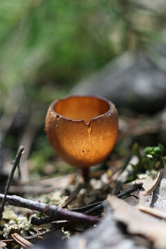 Anemone cup, Dumontinia tuberosa, also called Sclerotinia tuberosa, cup fungus growing parasitic on wood anemone in Finland