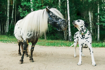 Dalmatian dog and Dalmatian pony