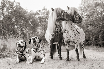 Dalmatian dogs and Dalmatian ponies