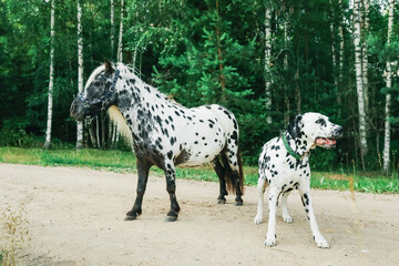 Obraz premium Dalmatian dog and Dalmatian pony