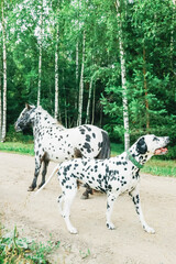 Dalmatian dog and Dalmatian pony