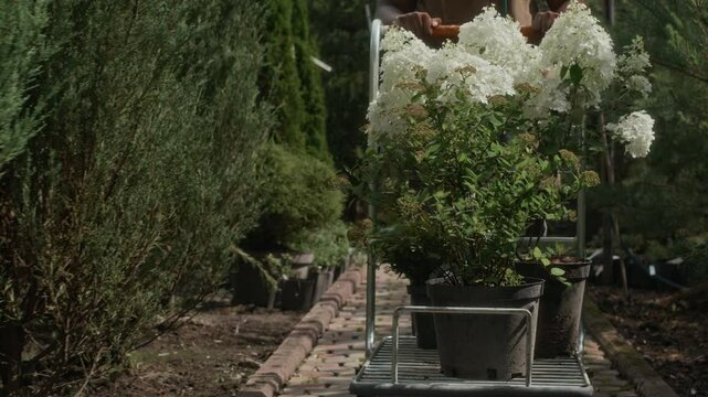 Tilt down shot of young African American female gardener in apron carrying cart with potted white hydrangea seedlings in bloom working at plant nursery on beautiful summer day
