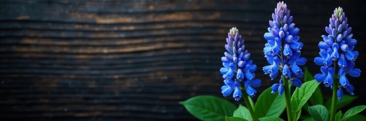 Blue hyssop flowers against a dark wooden background or tree trunk, plant, dark wood