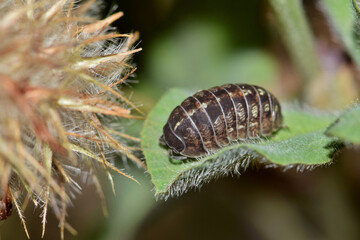 Pillbug Sowbug roly poly on plant stem isopod nature pest control Springtime.