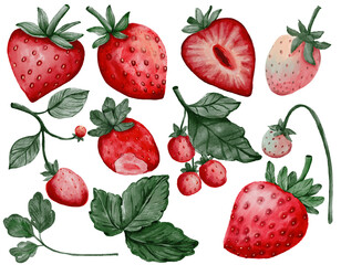 set of strawberries watercolor illustrations 
