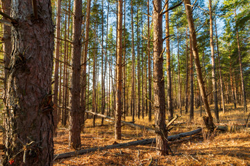 Obraz premium Sunlit forest of tall pine trees with fallen logs on the golden forest floor, capturing the serene beauty of nature in autumn