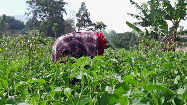 worker with hood bent over in vegetable field