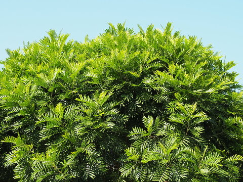 Filicium decipiens, a large tree on a cloudless sky background. Magnolia Thailand. Filicium decipiens , Filicium decipiens (Wight Arn.)Thwaites Hook. Filicium decipiens or kiara umbrella tree. 
