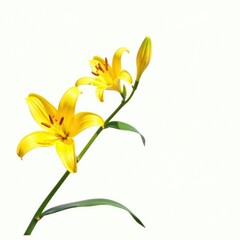 Obraz premium White background with isolated bright yellow lily on stem, blossom, petals