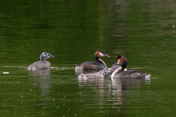 Grèbe huppé,.Podiceps cristatus, Great Crested Grebe, femelle et jeune