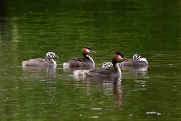 Grèbe huppé,.Podiceps cristatus, Great Crested Grebe, femelle et jeune