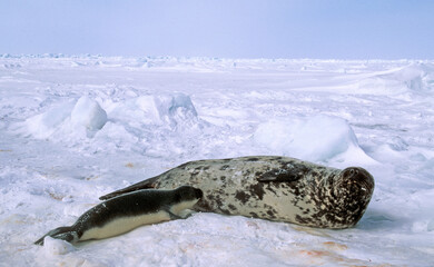 Obraz premium Phoque à capuchon, allaitement, femelle et jeune, Cystophora cristata, Banquise, Quebec, Canada