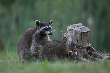 Szop pracz, szop amerykański, (Procyon lotor), raccoon © Bartosz Rakoczy