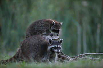 Szop pracz, szop amerykański, (Procyon lotor), raccoon © Bartosz Rakoczy