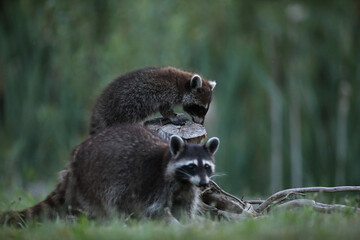 Szop pracz, szop amerykański, (Procyon lotor), raccoon © Bartosz Rakoczy