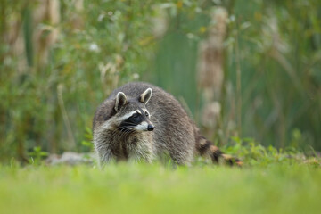 Szop pracz, szop amerykański, (Procyon lotor), raccoon © Bartosz Rakoczy