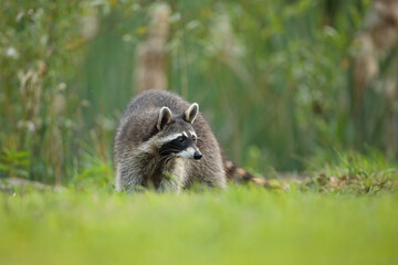 Szop pracz, szop amerykański, (Procyon lotor), raccoon © Bartosz Rakoczy