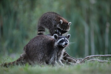 Szop pracz, szop amerykański, (Procyon lotor), raccoon © Bartosz Rakoczy